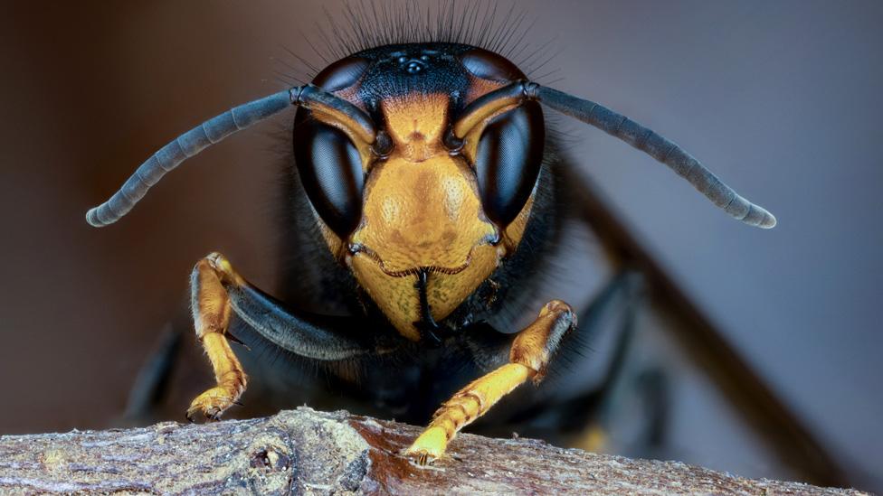 Asian hornet