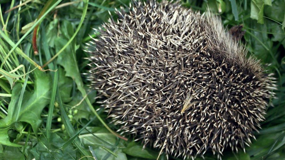 A hedgehog curled into a ball.