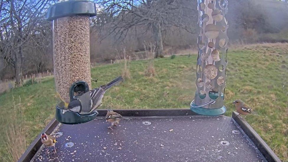 Devon Wildlife Trust bird table camera