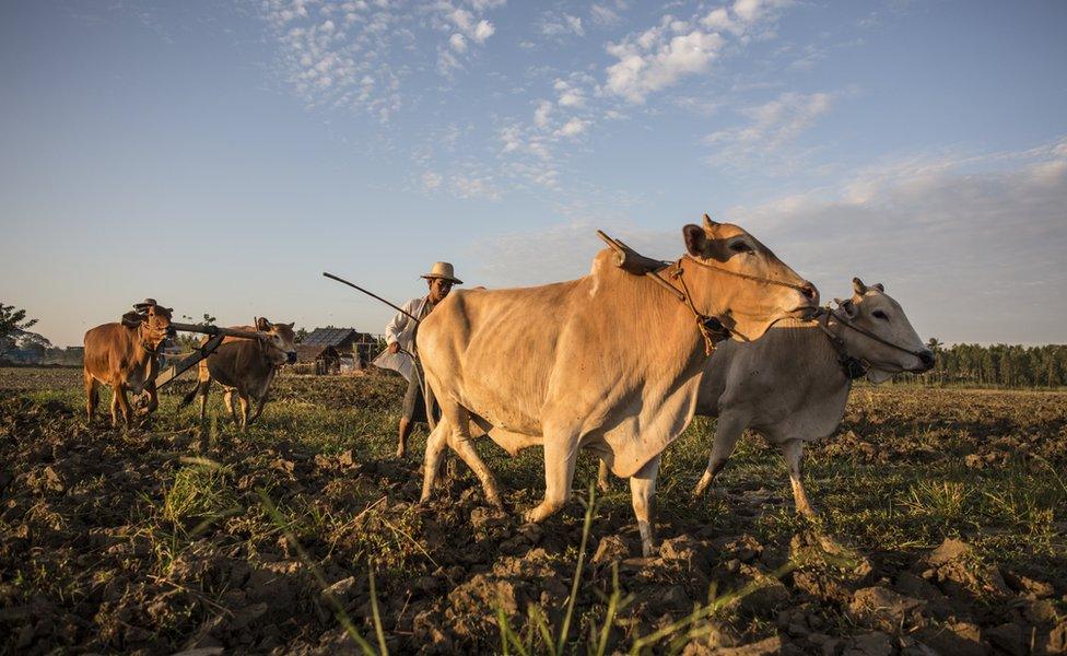 A farmer tills his fields in Hinthada, a town in Myanmar's Irrawaddy Delta, on November 4, 2015.