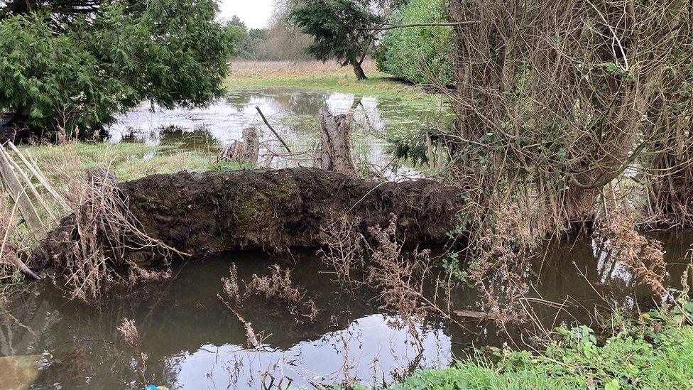 A waterlogged field with trees