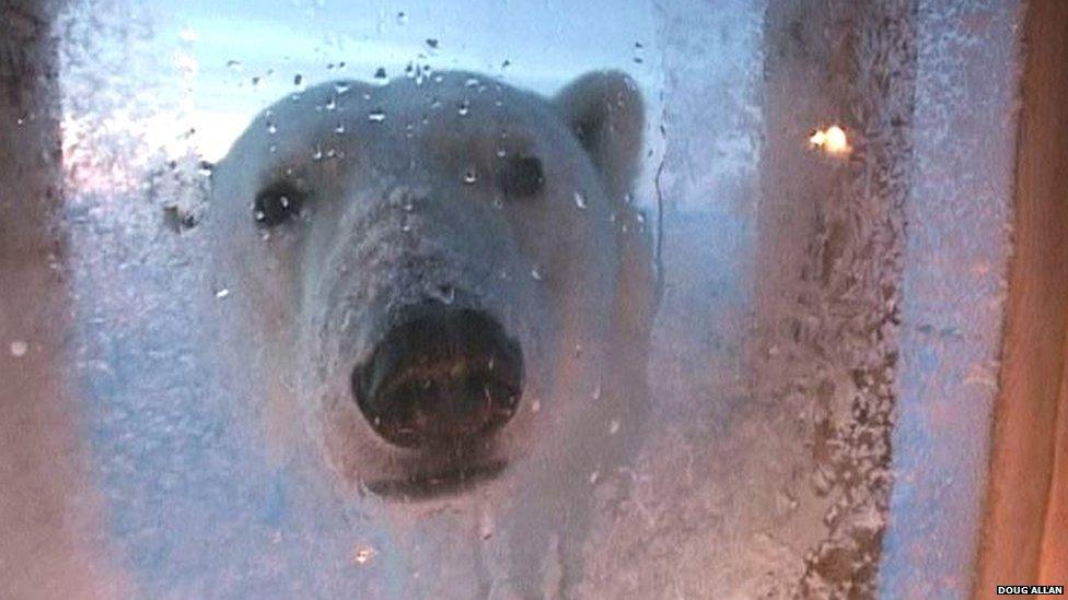 Polar bear at window