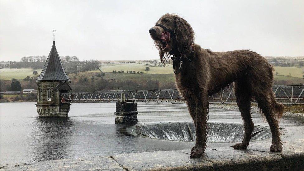 North the dog at Pontsticill Reservoir near Merthyr