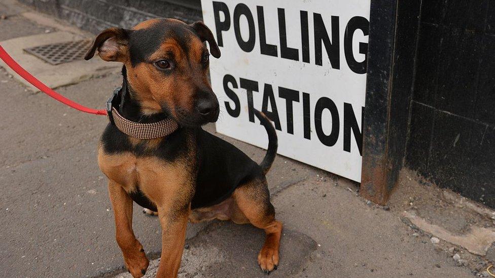 Dog at a polling station