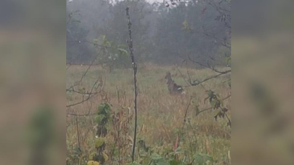 A blurry image of an animal in a field