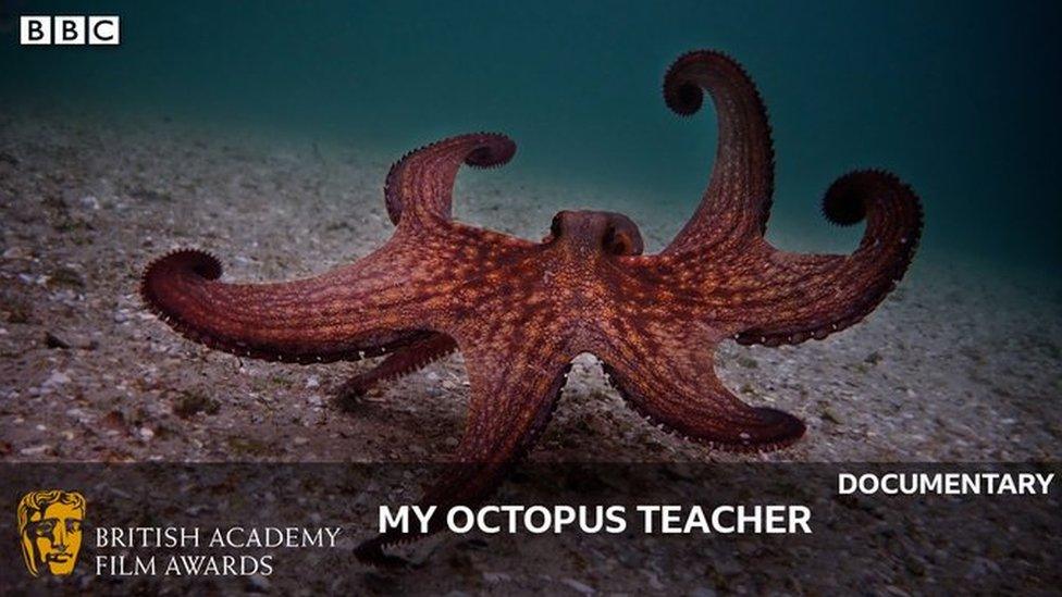 My octopus teacher