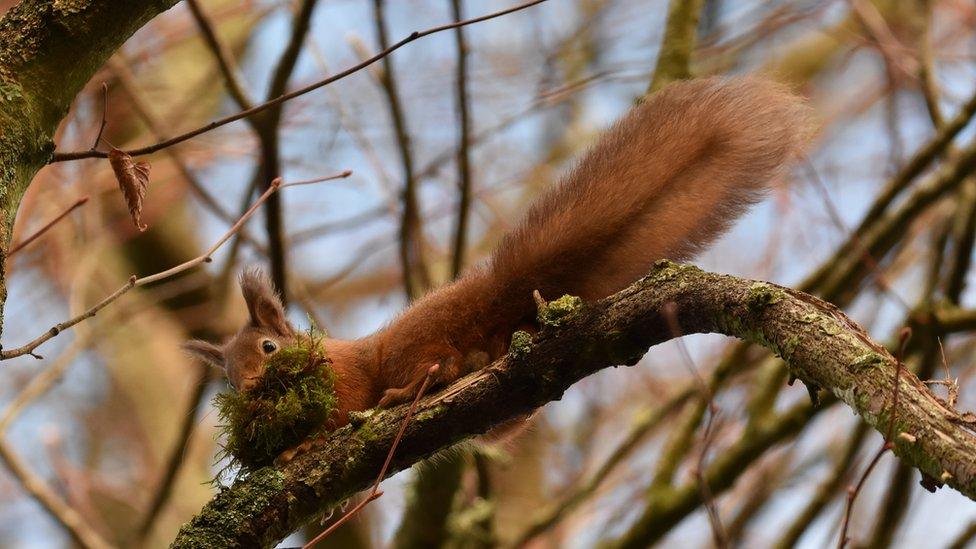 A red squirrel