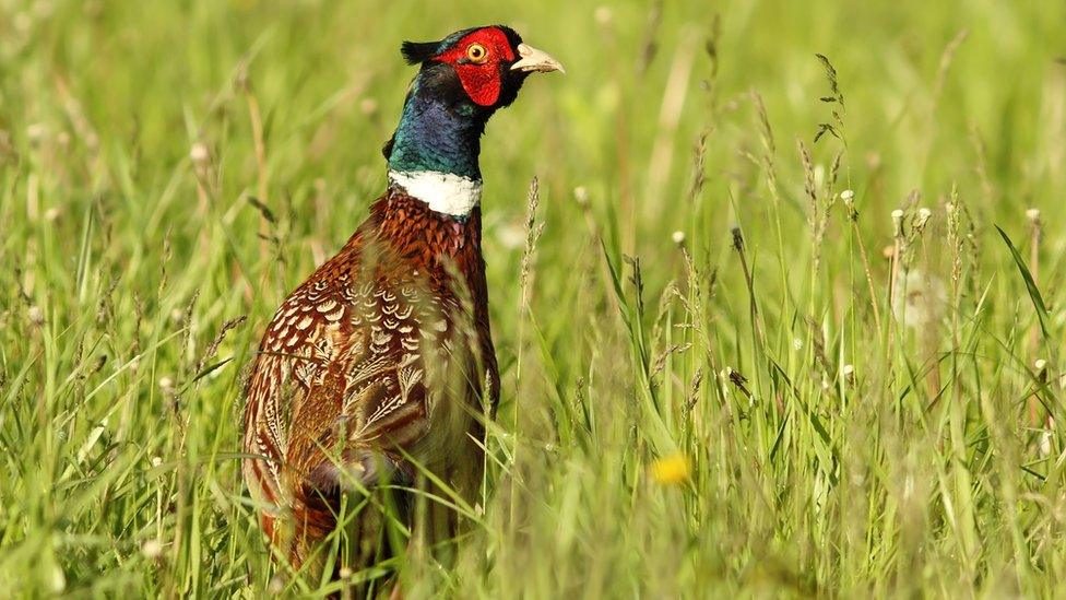 A pheasant