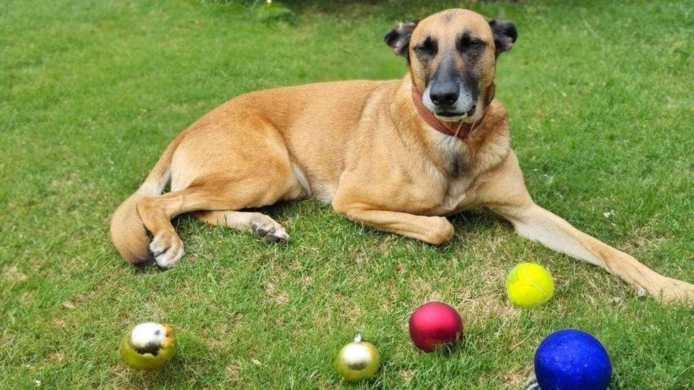 Chase the dog playing with Christmas baubles