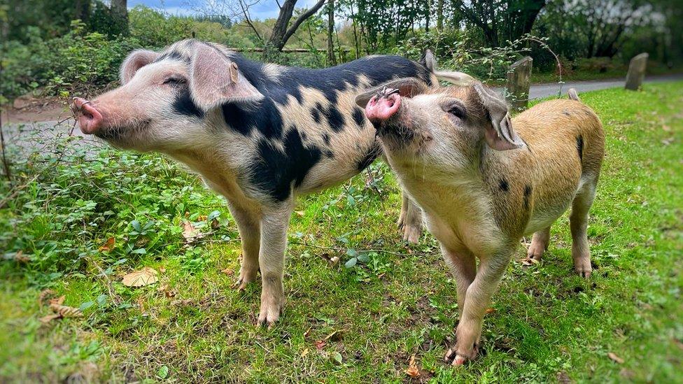 SATURDAY - Pigs in New Forest