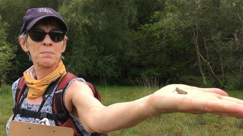 Large marsh grasshoppers being released at Wild Ken Hill