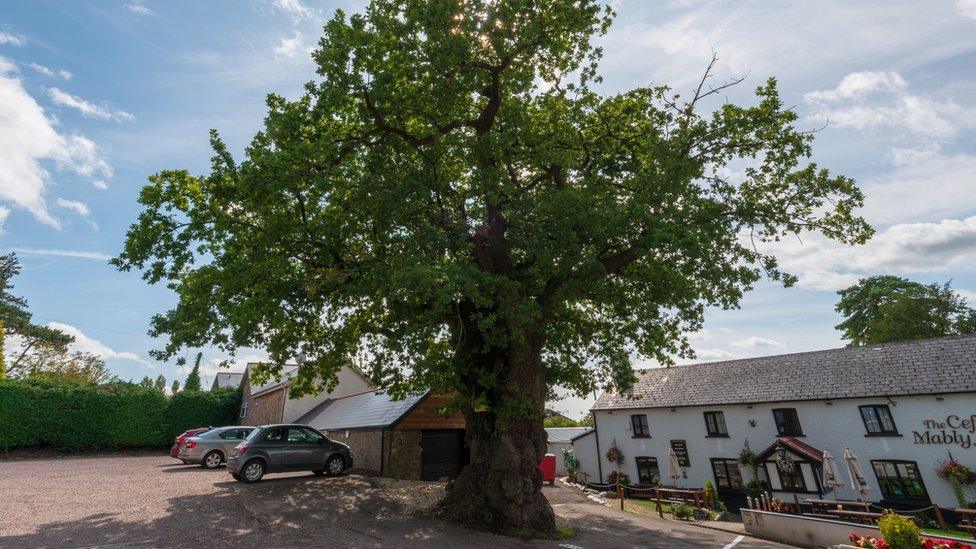 Cefn Mably Oak, Michaelston-y-Fedw, Newport