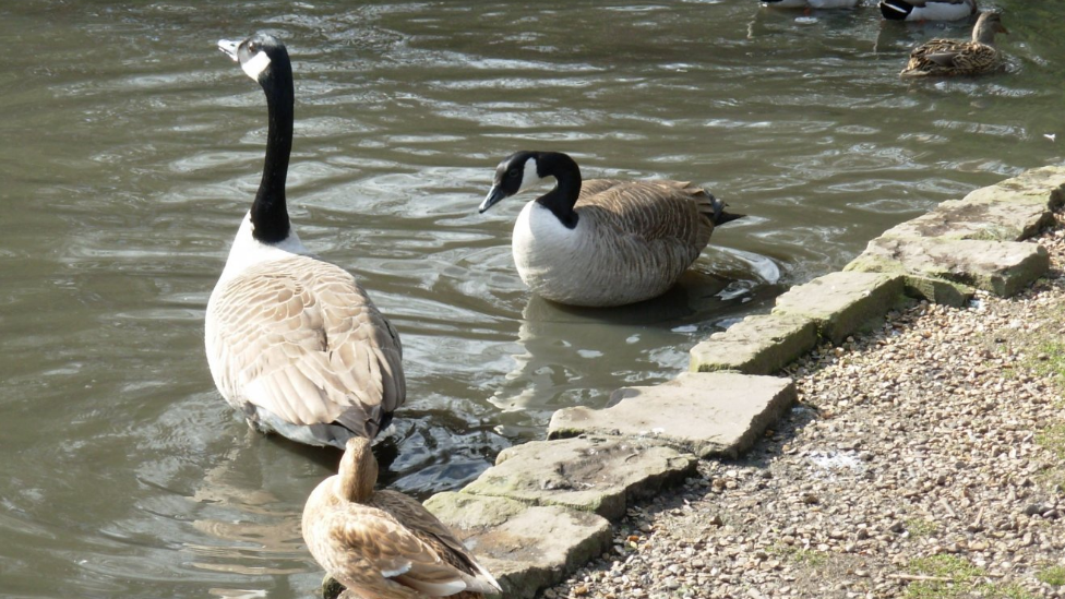 Canada Geese