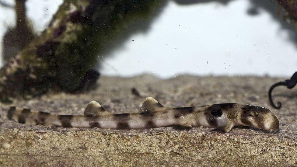 The epaulette shark