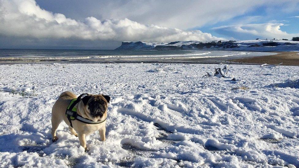 Hugo the Pug enjoying the snow near Ballycastle Beach