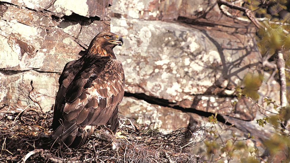 Golden eagle (generic)