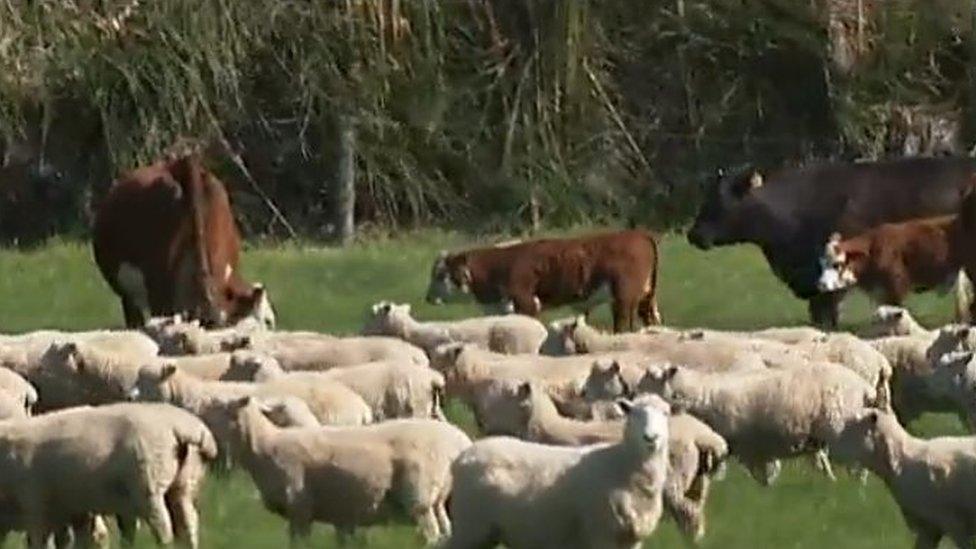 Screengrab of Newshub interview with Kaikoura farmer Derrick Millton