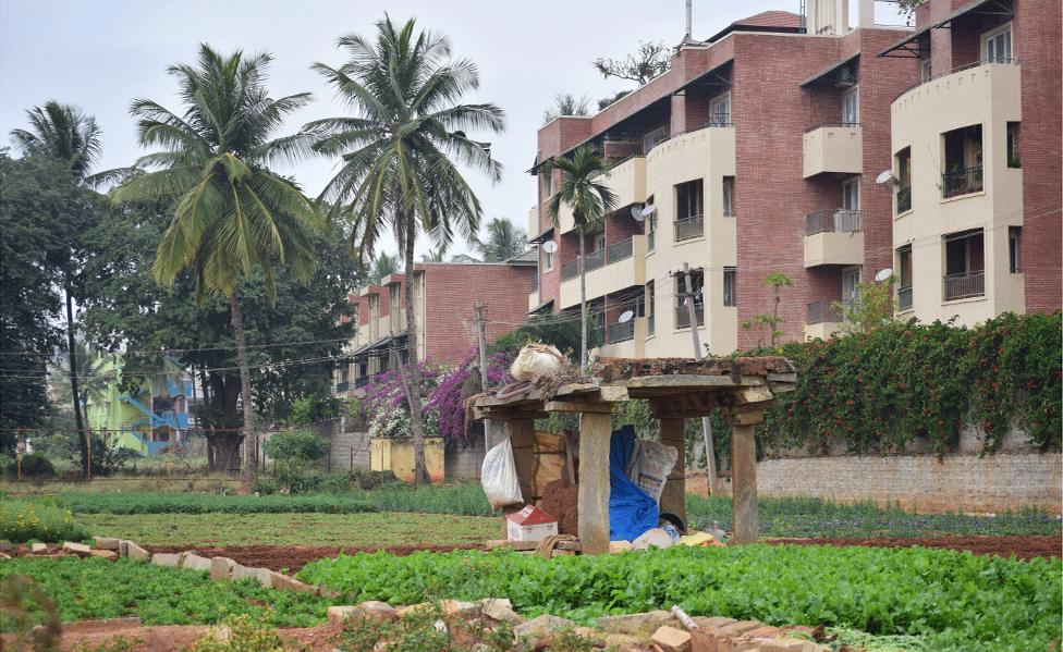 A small storage space on the farm Muniraju Hanumanthappa works on