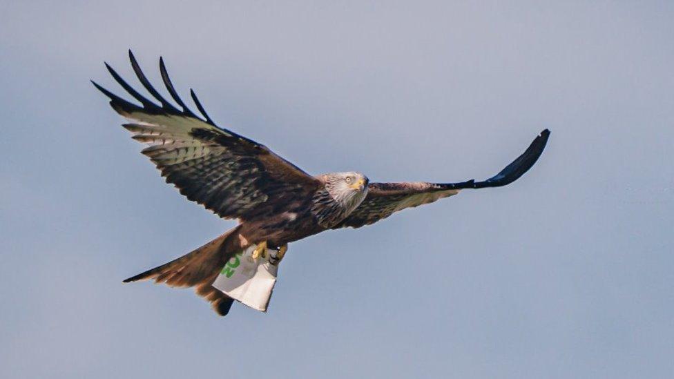 Red kite with cup in talons