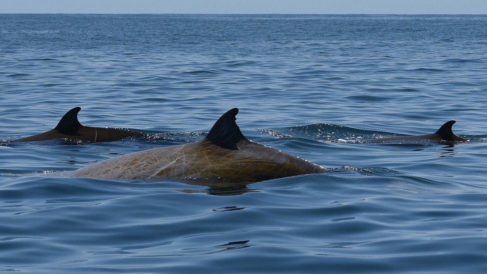 beaked whale