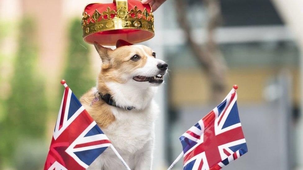 Lilly the corgi at the Royal Pooch Party celebrating the Queen's platinum Jubilee in Manchester