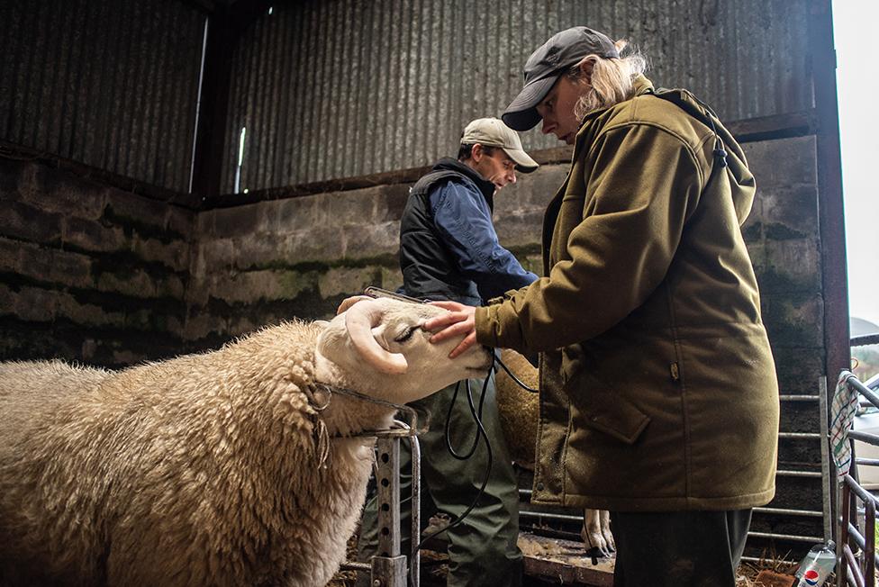 Kirstie with her husband Kevin tend to their flock of Cheviot sheep