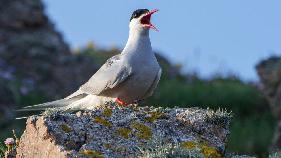 Arctic tern