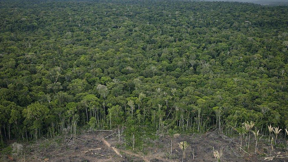 Area of deforestation Amazon rainforest.