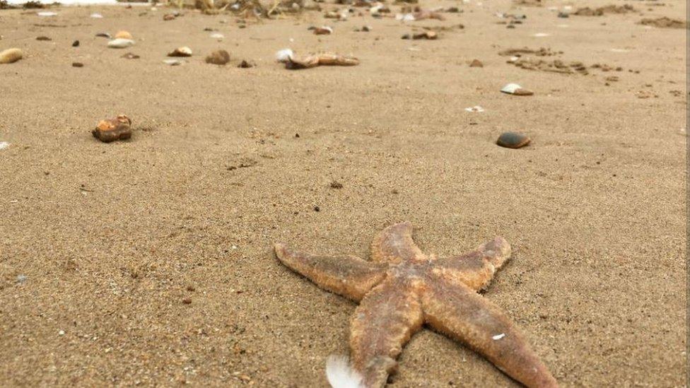 Hunstanton beach debris