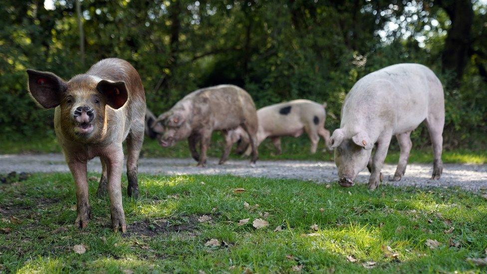 New Forest pigs