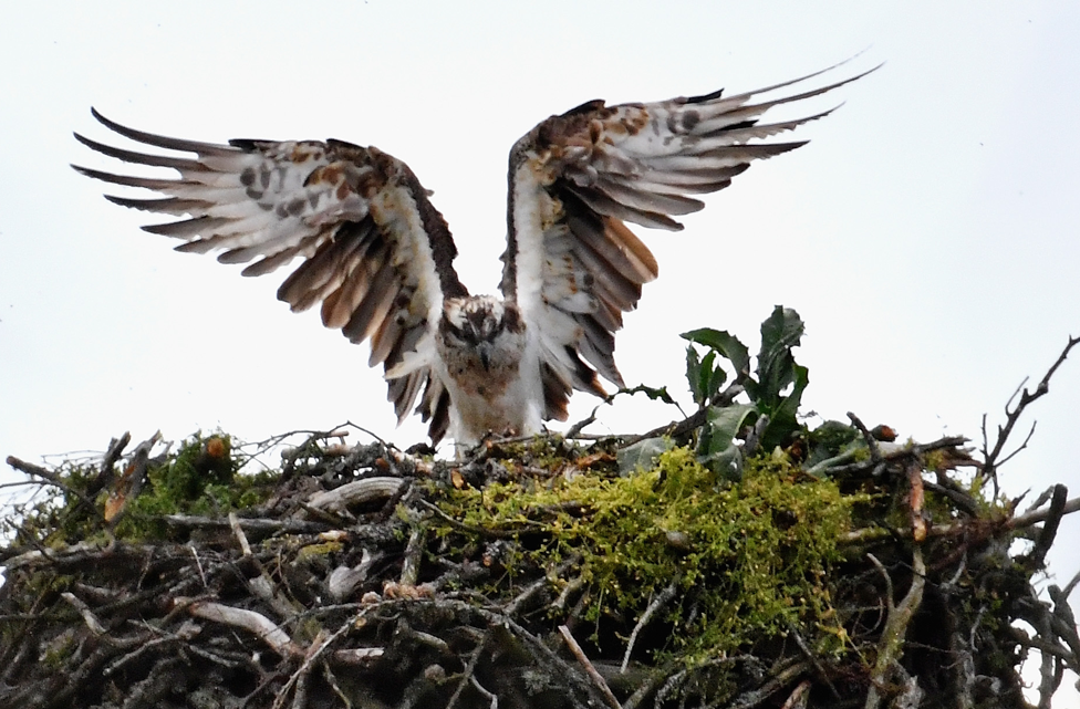 Osprey on nest