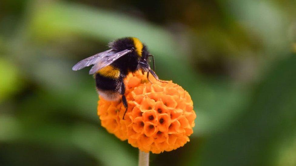 Bee on flower