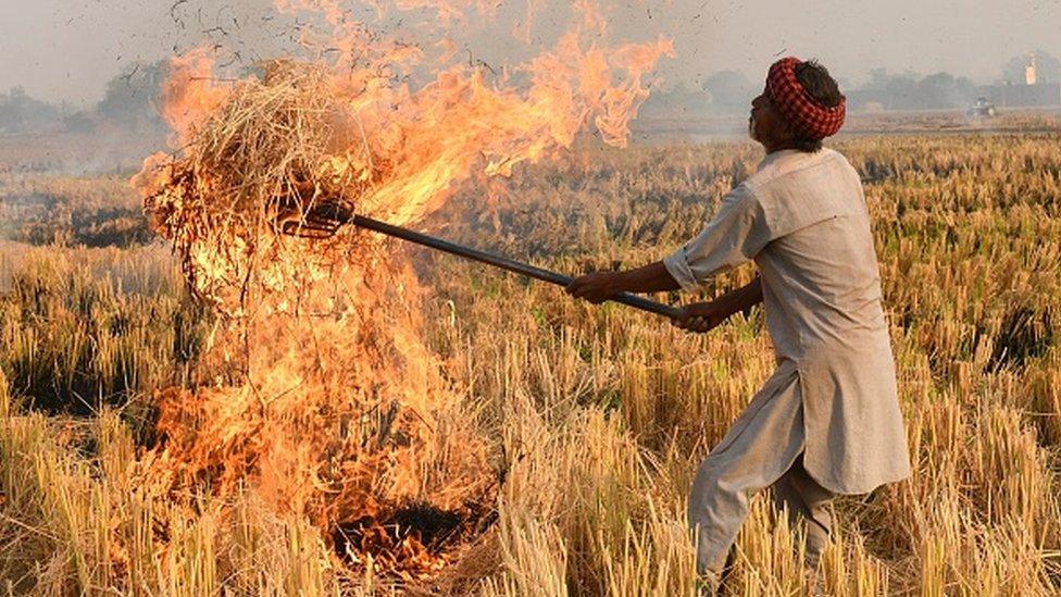 A farmer burns straw stubble after harvesting a paddy crop in a field on the outskirts Amritsar on November 9, 2021