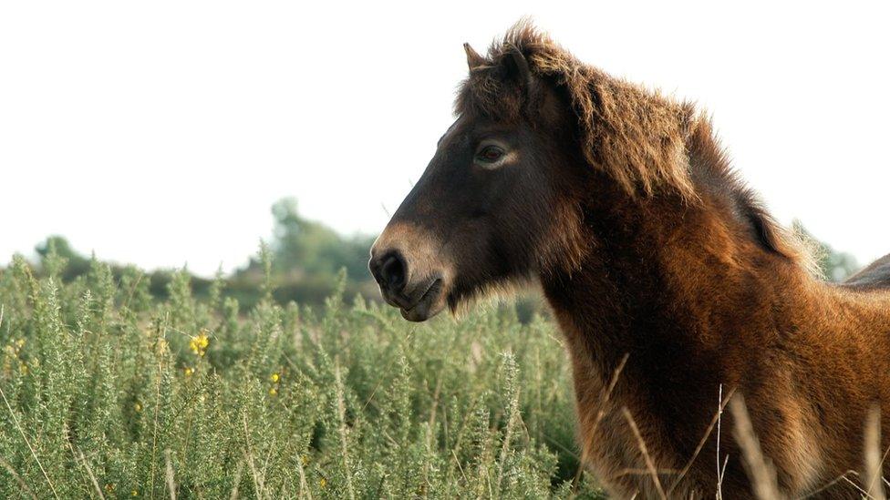 A horse in a field