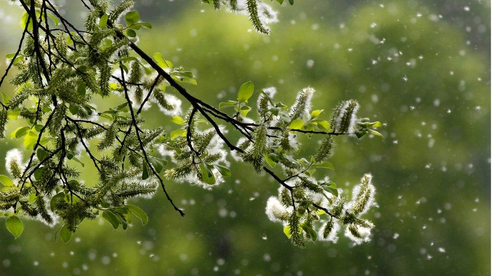 Pollen being blown off a tree