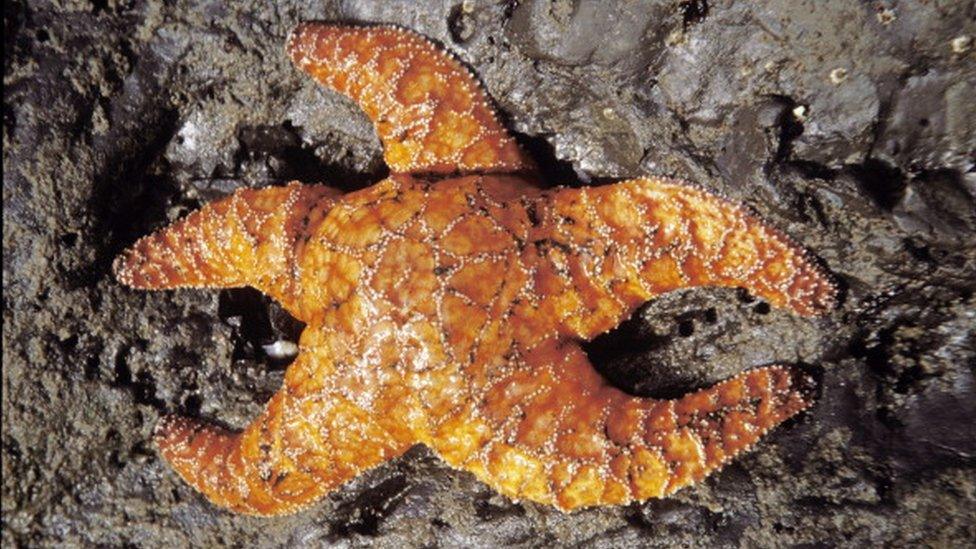 An ochre star fish on some rocks.