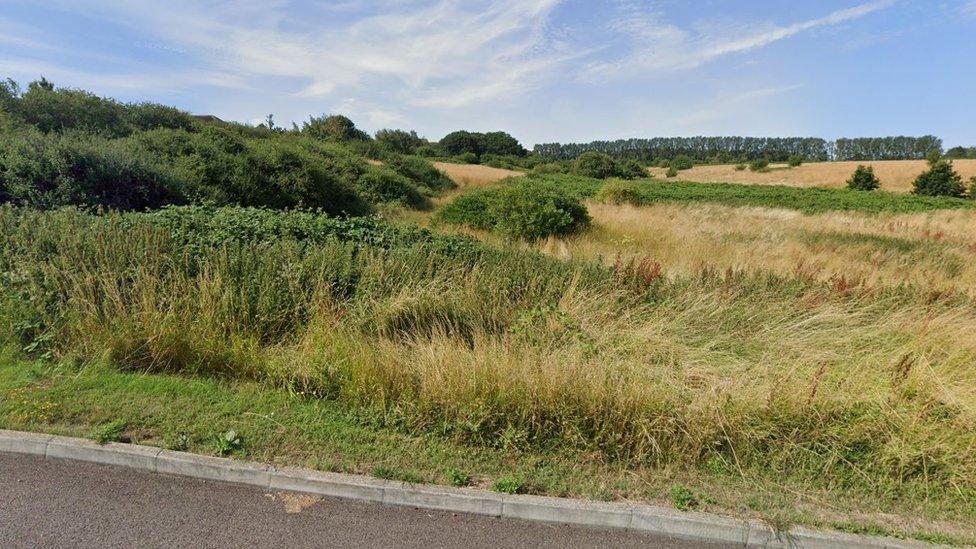 A vast field of weeds, plants and bushes next to a road