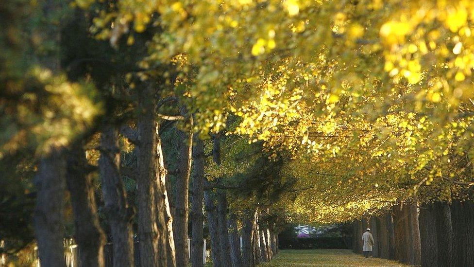 Gingko trees