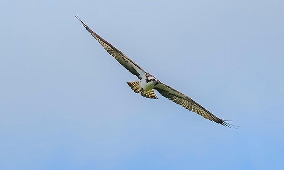 An osprey in flight