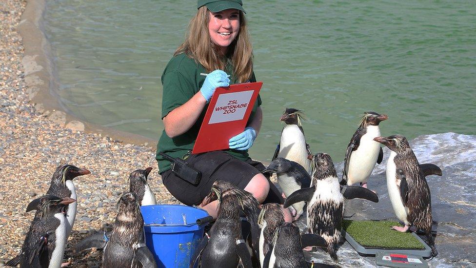 Keeper Alex Johnson weighing penguins