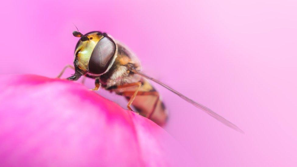 Hover fly.