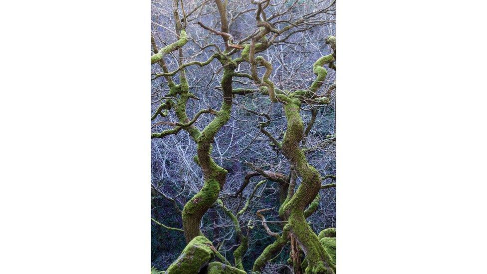 Trees in Derbyshire, England