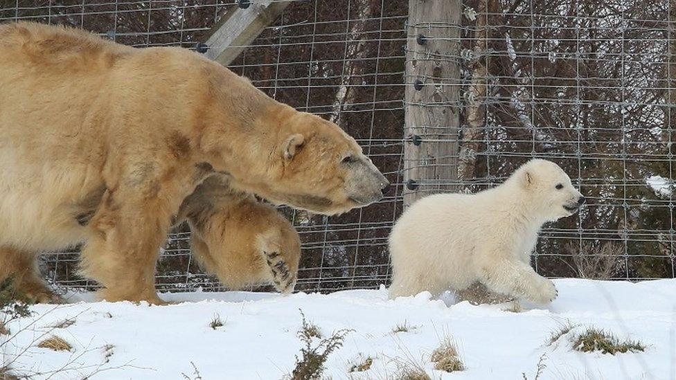 Polar bear cub and mum