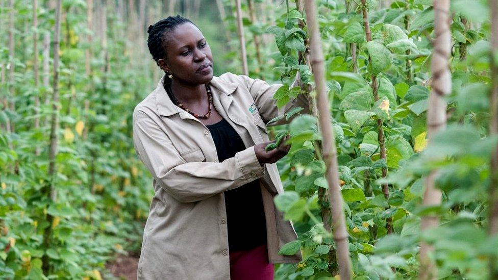 Clare Mukankusi, CIAT bean breeder in Kawanda, Uganda. She leads breeding efforts for the bean genebank. 15 varieties of seeds were introduced to farmers in Hoima, north-western Uganda, each with different properties: drought resilience; disease tolerance; high iron, with support from Uganda's National Crops Resources Research Institute (c) Georgina Smith / CIAT