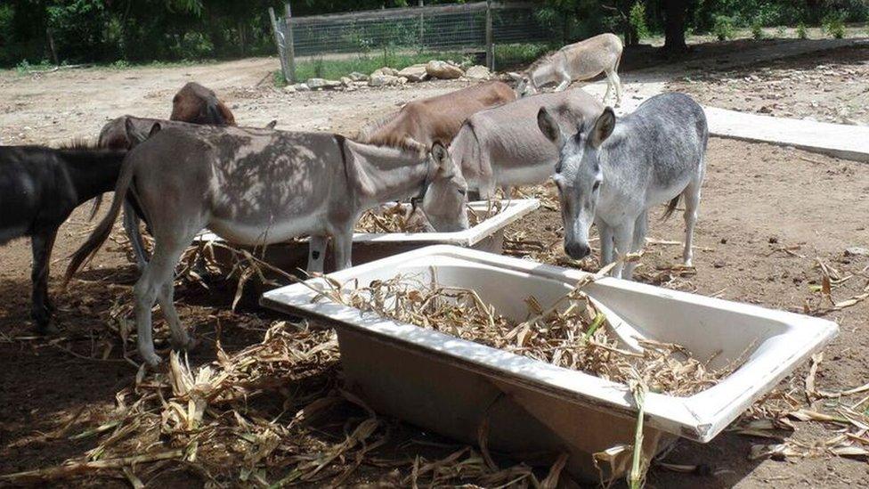 Donkeys eating corn in a bath tub in an open area