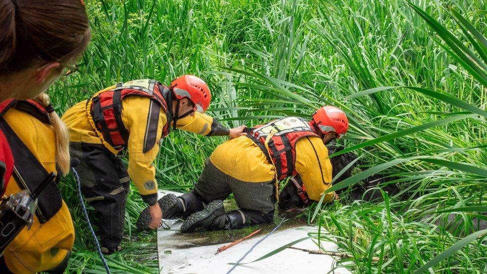 Horse being rescued from bog