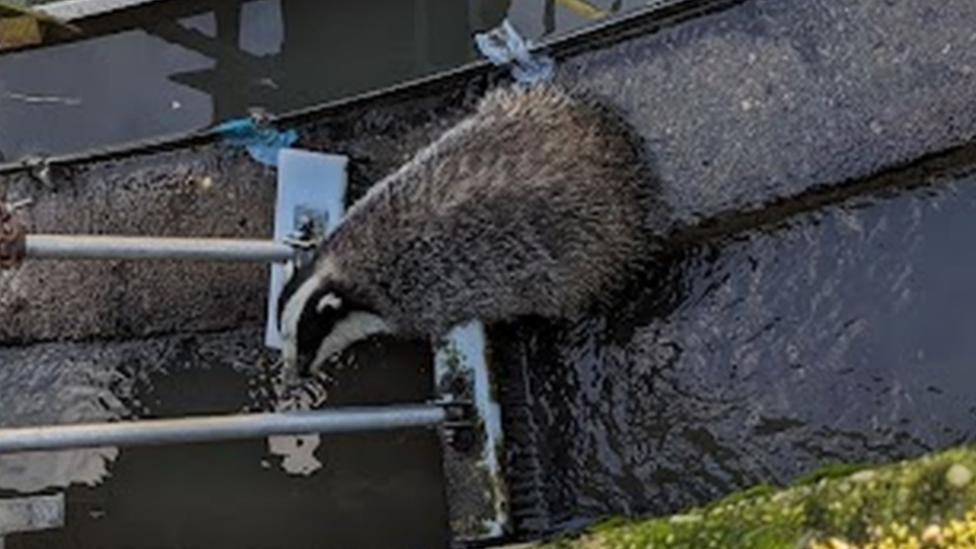 Badger in a sewage tank