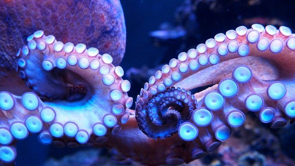 Octopus tentacles