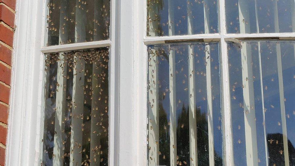 Bees on the inside of a window