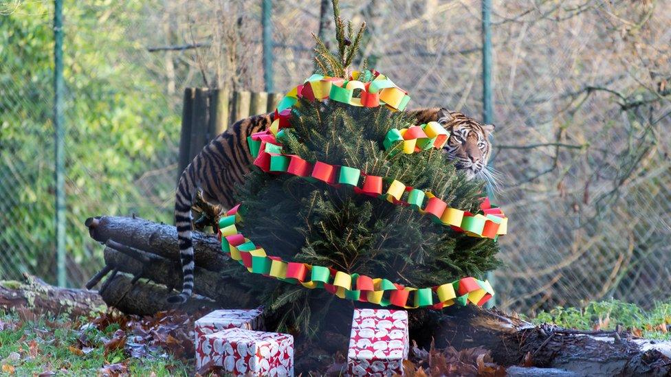 A tiger hides behind a Christmas tree decorated with colourful paper garlands.